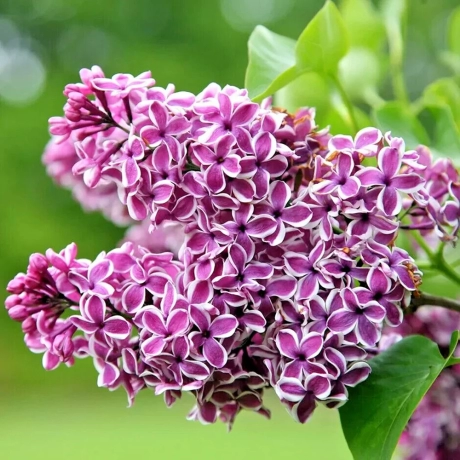 Liliac Double Color Cu Radacina Impachetata