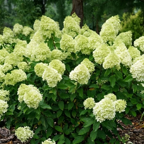 Hortensia paniculata Limelight la Ghiveci