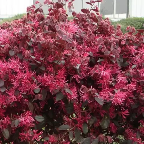 Loropetalum Black Pearl la Ghiveci
