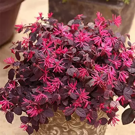 Loropetalum Fire Dance la Ghiveci