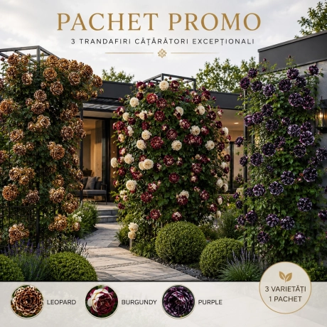 Pachet Promo Trandafiri Urcatori - 3 Bucati