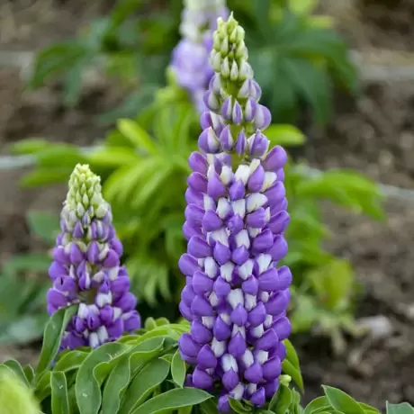 Lupin Albastru