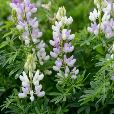 Lupinus arboreus