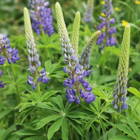 Lupinus Big Leaf