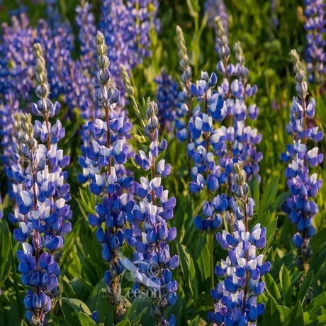 Lupinus Broadleaf