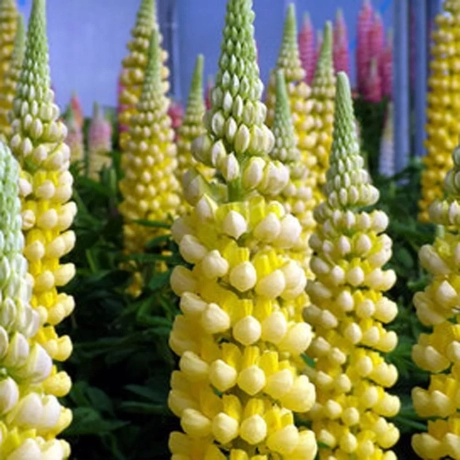 Lupinus Desert Sun