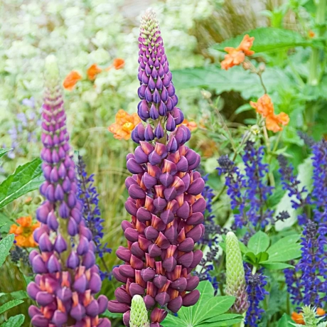 Lupinus Masterpiece