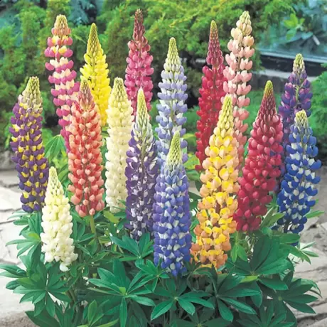 Lupinus Mix