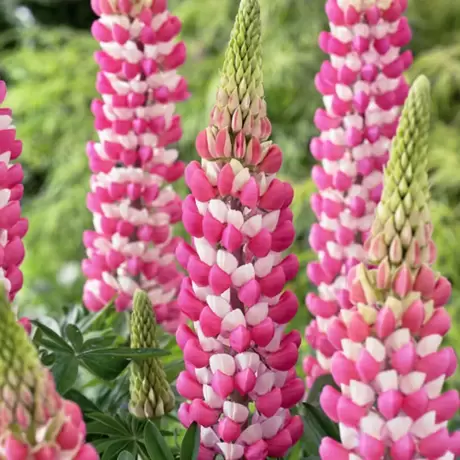 Lupinus Pink