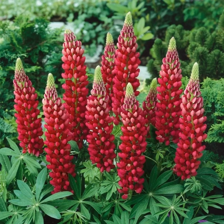 Lupinus Red