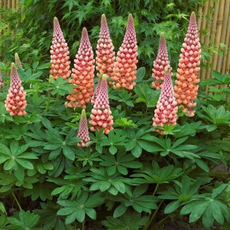 Lupinus Salmon Star