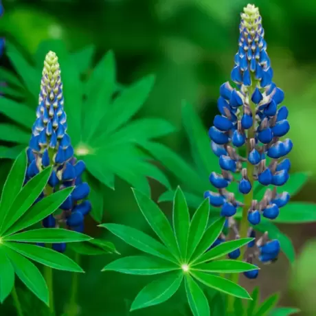 Lupin Albastru la Ghiveci