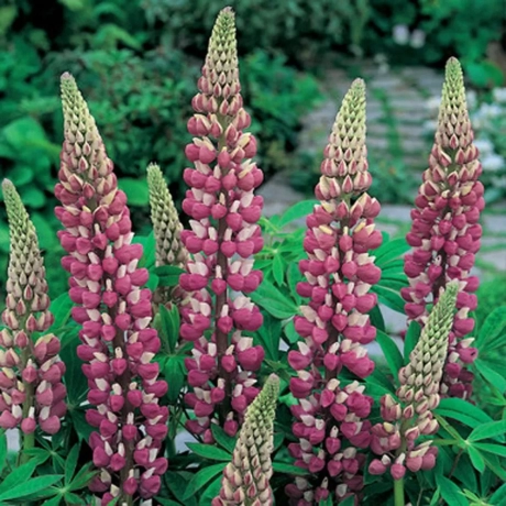 Lupinus The Chatelaine