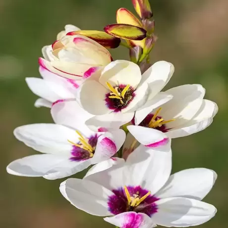 Bulbi de Ixia African White