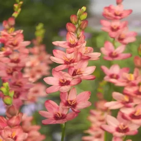 Bulbi de Ixia Orange Pink