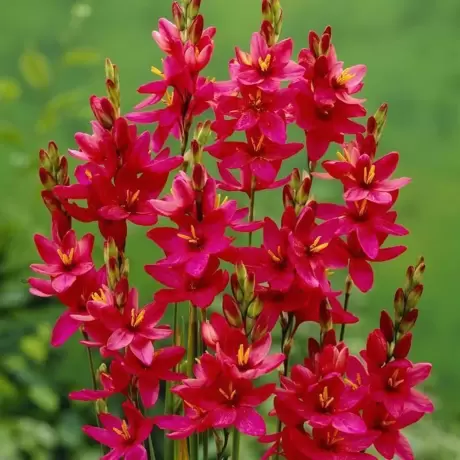 Bulbi de Ixia venus