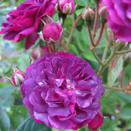 Trandafir Catarator - Magenta - Anul 4 la Ghiveci