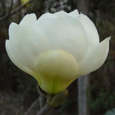 Magnolia Jade Lamp - Ghiveci C3