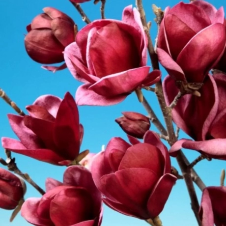 Magnolia Genie - Ghiveci C3