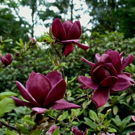 Magnolia Genie la Ghiveci