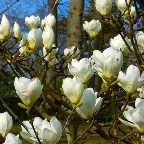 Magnolia Jade Lamp la Ghiveci