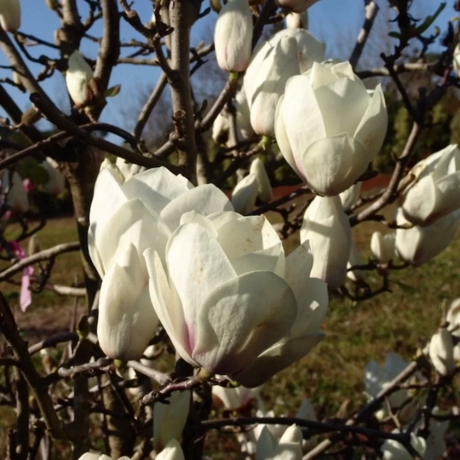 Magnolia lennei Vandeputte la Ghiveci