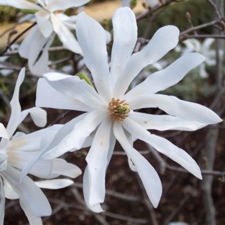 Magnolia Rosea Vromans la Ghiveci
