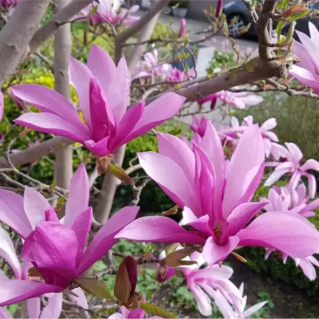 Magnolia Bety la Ghiveci