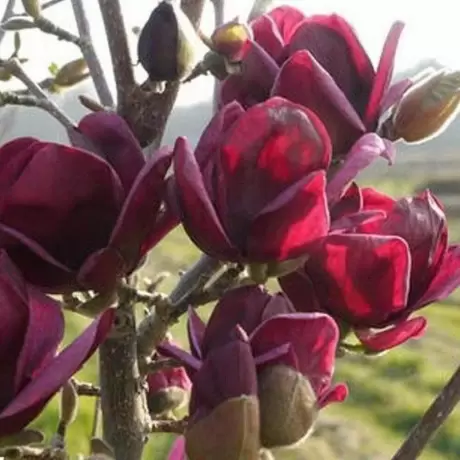 Magnolia Black Tulip la Ghiveci