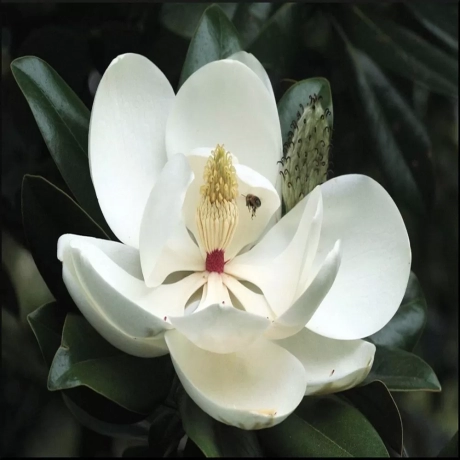 Magnolia Grandiflora la Ghiveci