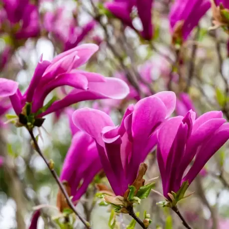 Magnolia George Henry Ken la Ghiveci