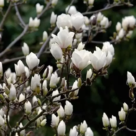 Magnolia Soulangeana Vandeputte la Gviveci