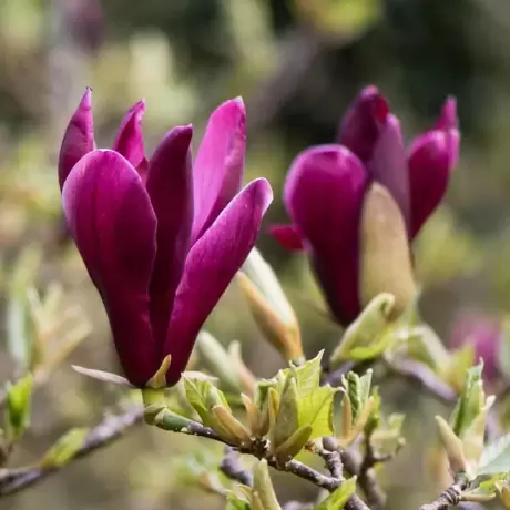 Magnolia Nigra la Ghiveci