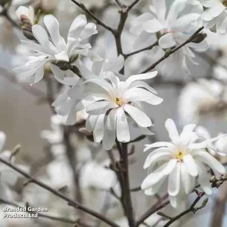 Magnolia Royal Star Vromans la Gviveci