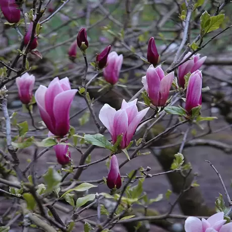 Magnolia Susan la Gviveci