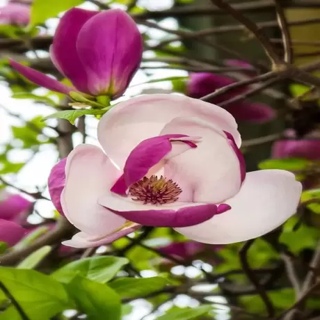 Magnolia Venus la Ghiveci