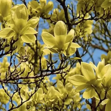 Magnolia Yellow Bird la Ghiveci