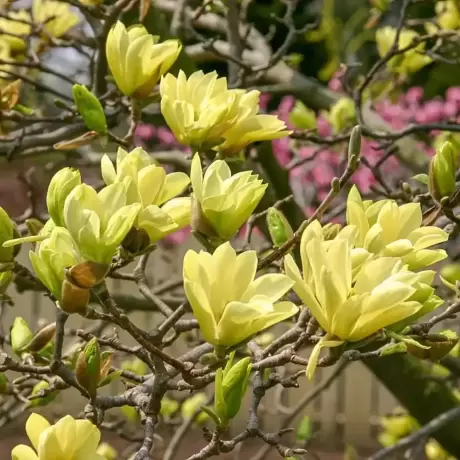 Magnolia Yellow River la Ghiveci