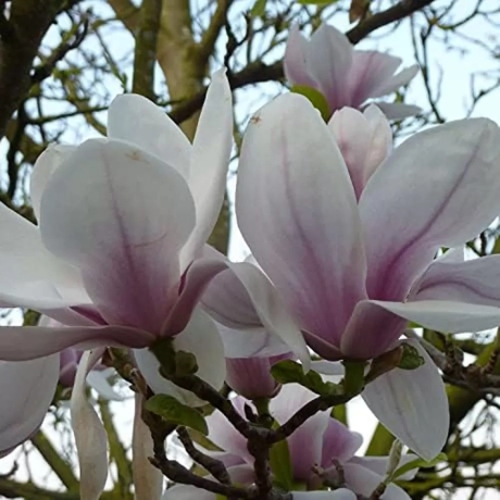 Magnolia Heavy Scent la Ghiveci
