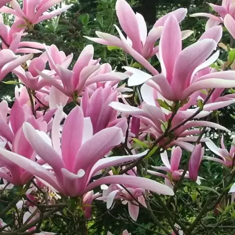 Magnolia Bety la Ghiveci