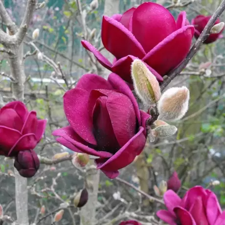 Magnolia Black Tulip la Ghiveci