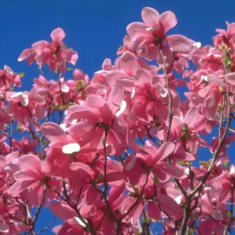 Magnolia Galaxy la Ghiveci
