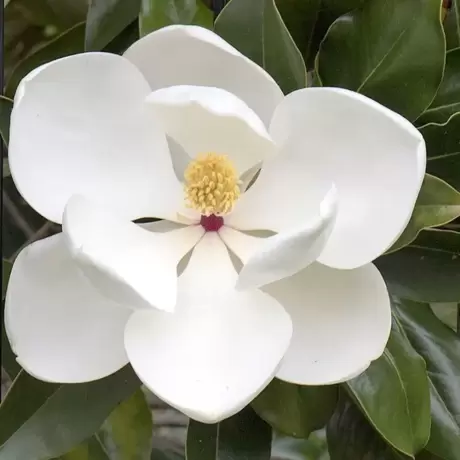 Magnolia Grandiflora la Ghiveci