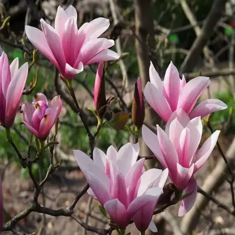 Magnolia Heavy Scent la Ghiveci