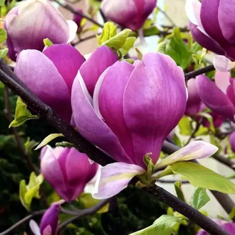 Magnolia George Henry Ken la Ghiveci