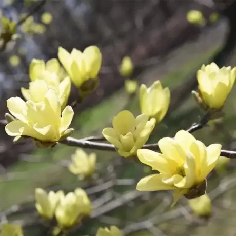 Magnolia Honey Tulip la Ghiveci