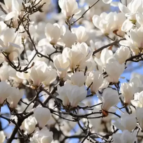 Magnolia lennei Vandeputte la Ghiveci