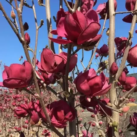 Magnolia Nigra la Ghiveci