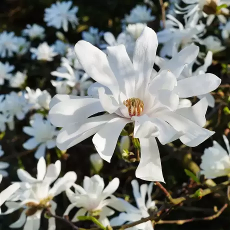 Magnolia Royal Star Vromans la Ghiveci