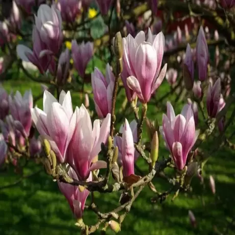 Magnolia Soulangeana Vandeputte la Ghiveci